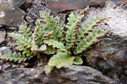 Plancia ëd Asplenium ceterach L.