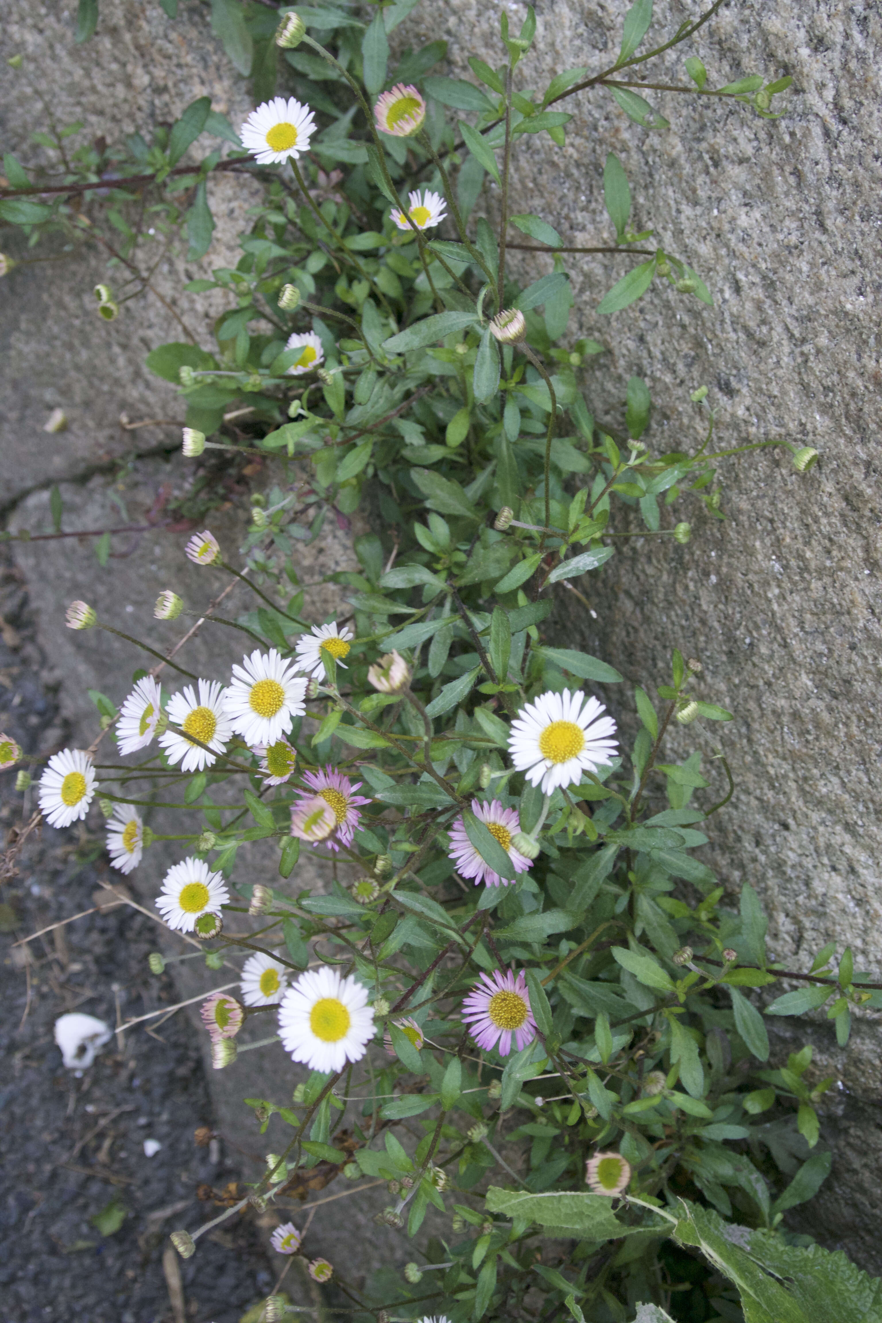 Sivun Erigeron karvinskianus DC. kuva