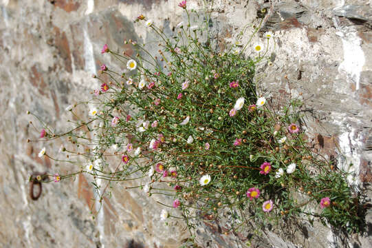 Sivun Erigeron karvinskianus DC. kuva