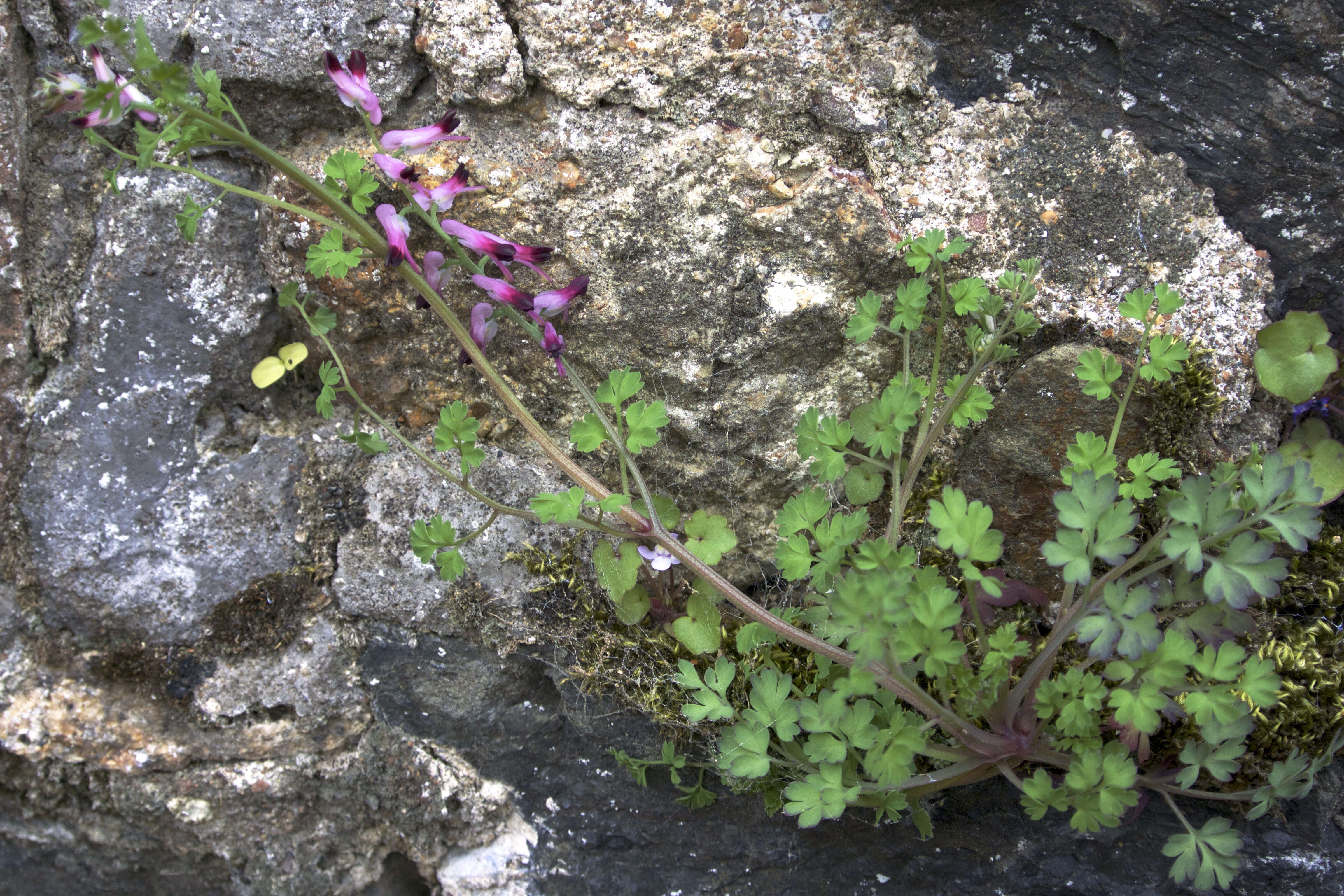 Plancia ëd Fumaria officinalis L.