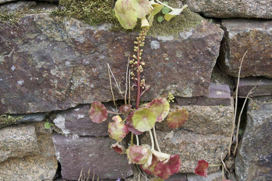 Image of Umbilicus rupestris (Salisb.) Dandy