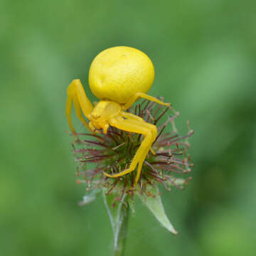 Image of Flower Crab Spiders