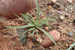 Image of blond plantain