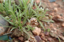 Image of blond plantain