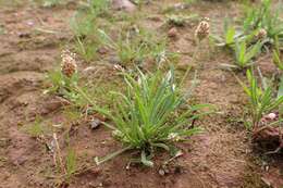 Image of blond plantain