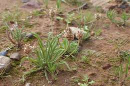 Image of blond plantain