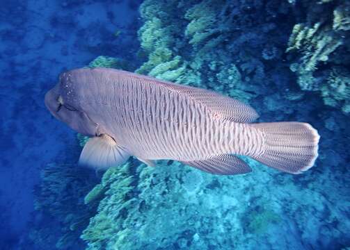 Image of Giant Wrasse