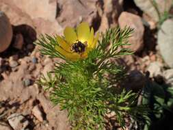 Image of Adonis microcarpa DC.