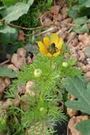 Image of Adonis microcarpa DC.