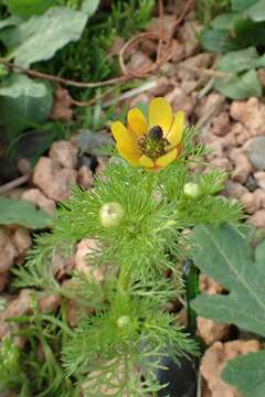 Image of Adonis microcarpa DC.