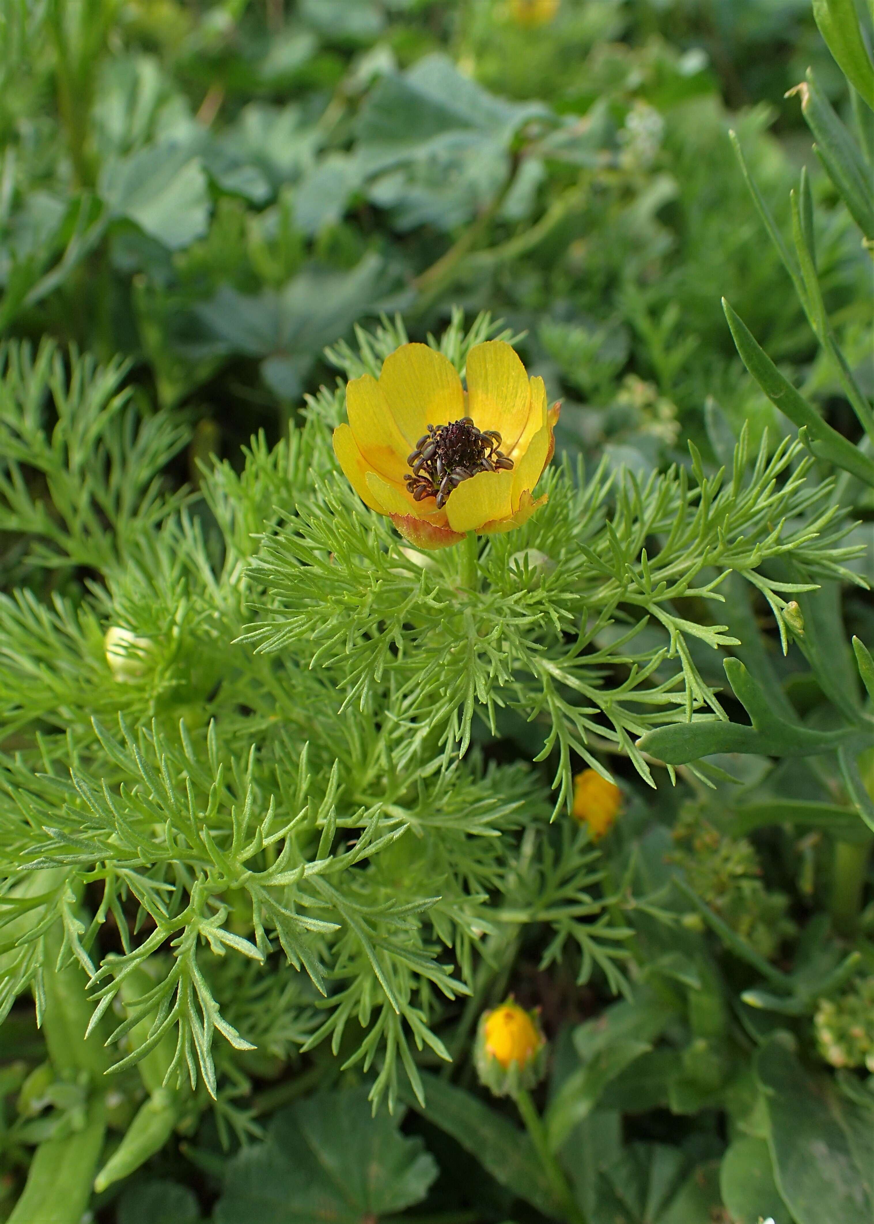 Image of Adonis microcarpa DC.