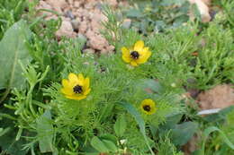 Image of Adonis microcarpa DC.