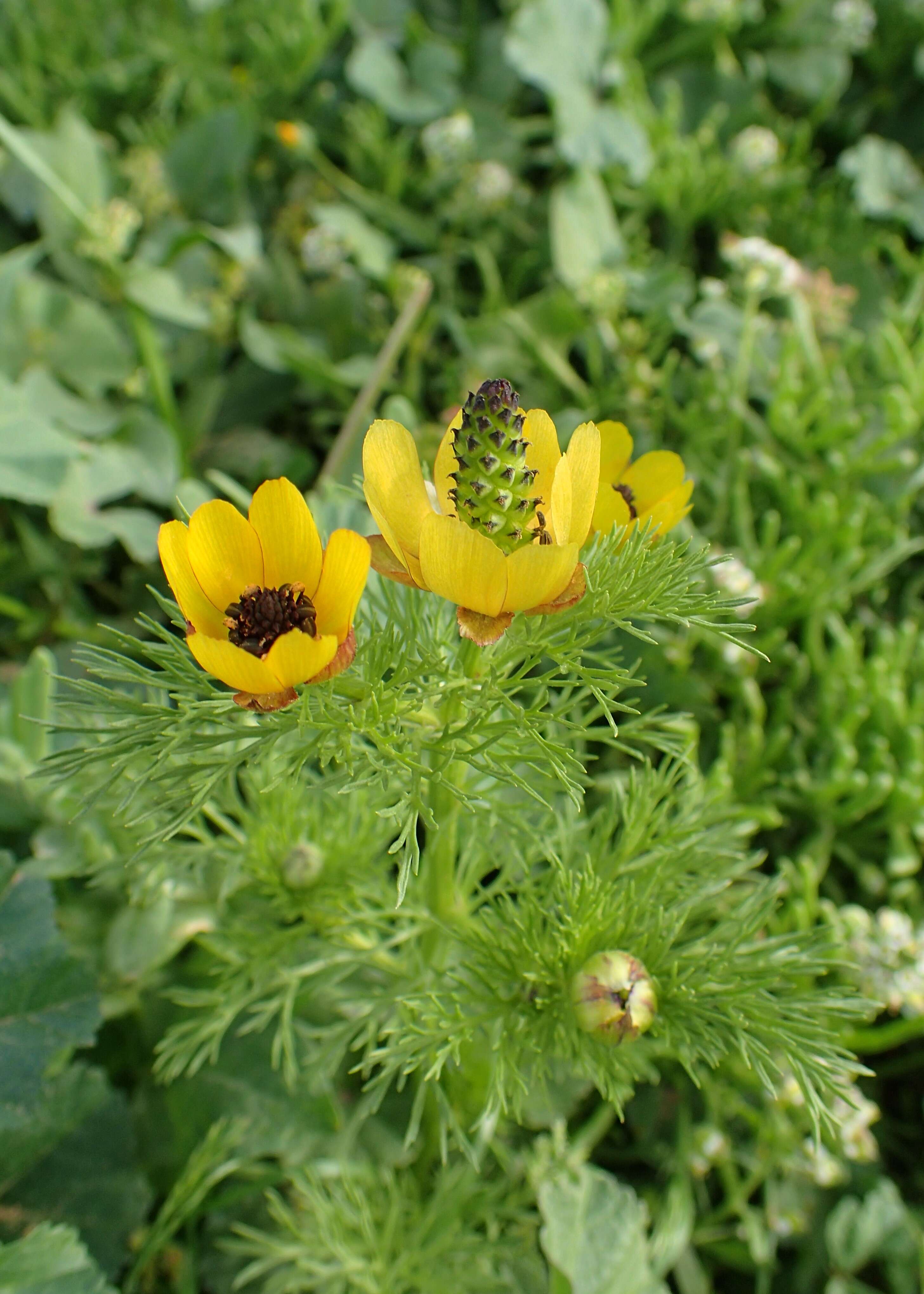 Image of Adonis microcarpa DC.