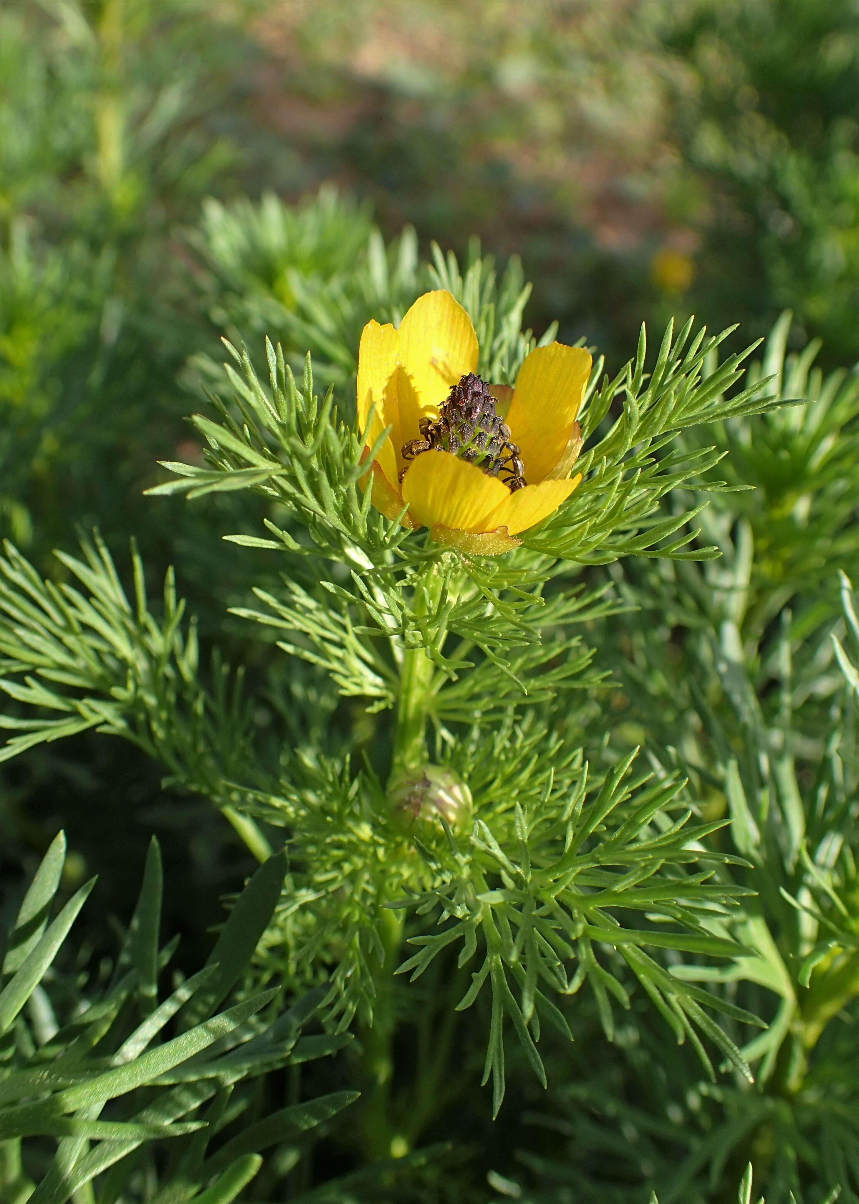 Image of Adonis microcarpa DC.