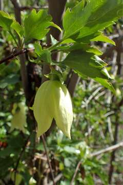 Imagem de Clematis cirrhosa L.