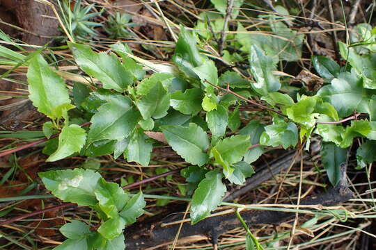 Imagem de Clematis cirrhosa L.