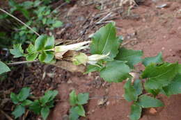 Imagem de Clematis cirrhosa L.