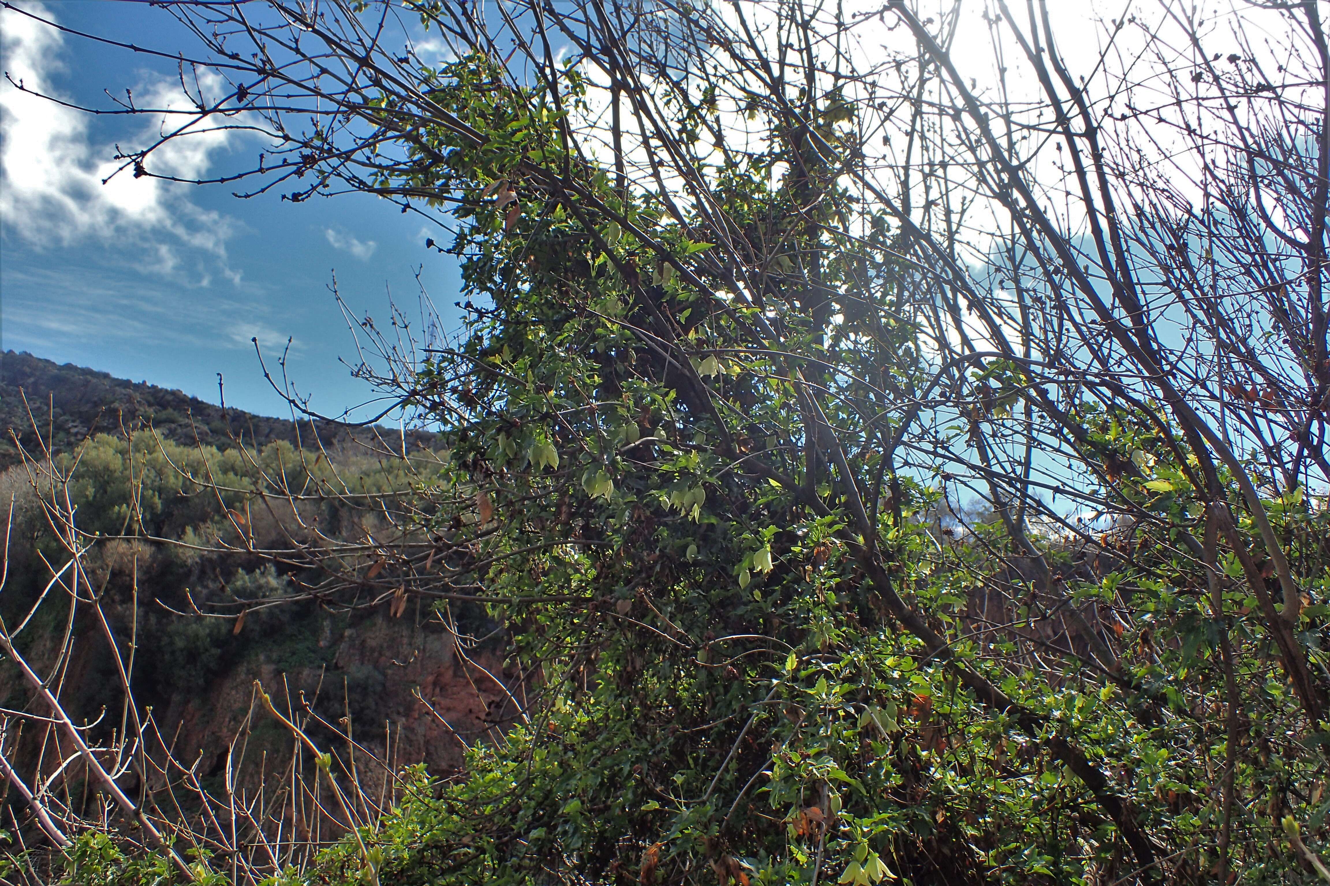 Imagem de Clematis cirrhosa L.