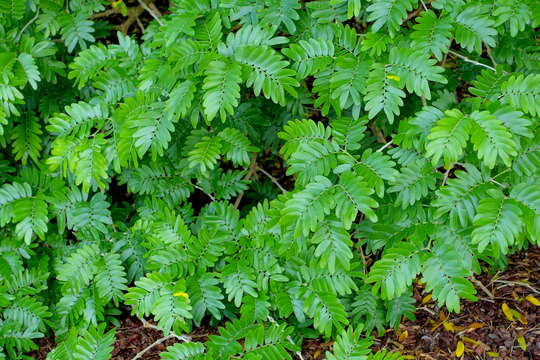 Image de Gonopterodendron arboreum (Jacq.) Godoy-Bürki