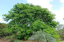 Image de Gonopterodendron arboreum (Jacq.) Godoy-Bürki
