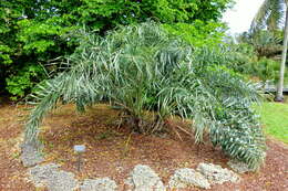 Image of Beach Coconut