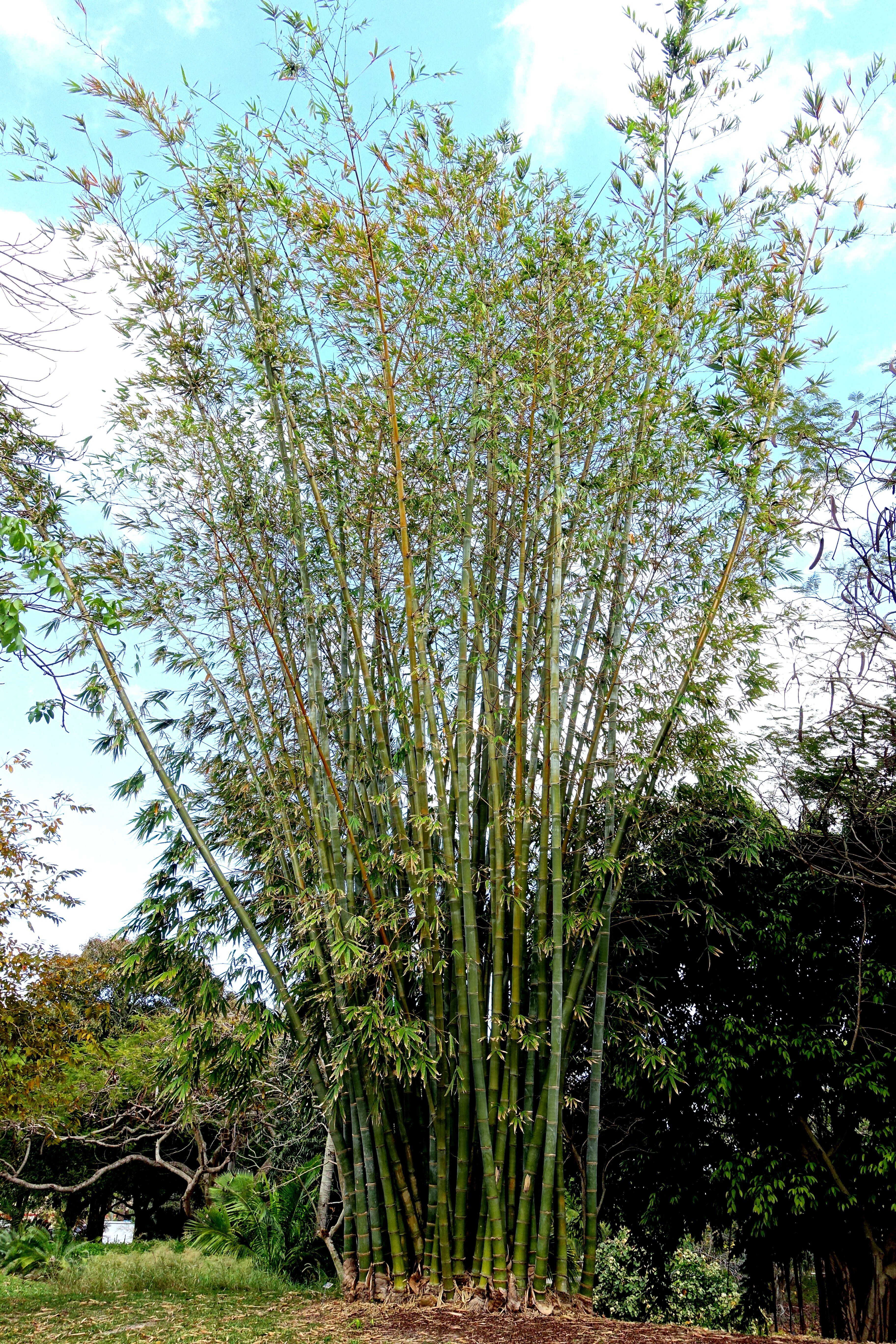 Sivun Dendrocalamus giganteus Munro kuva