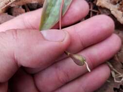 Image of dimpled troutlily