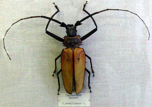 Image of Enoplocerus