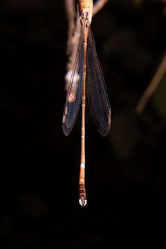 Image of Platylestes platystylus (Rambur 1842)