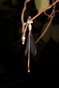 Image of Platylestes platystylus (Rambur 1842)