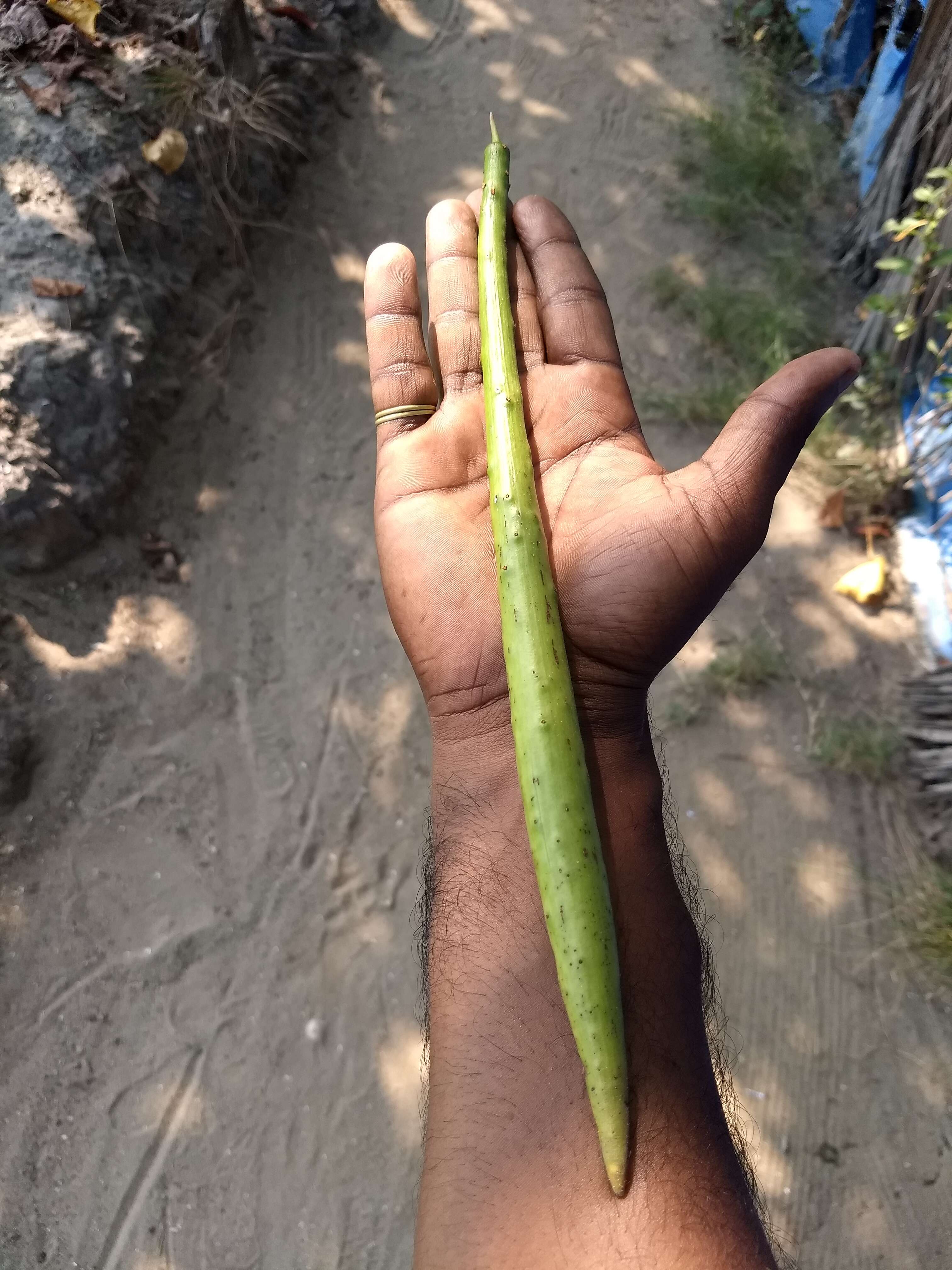 Image of Mangrove