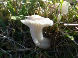 Image of Snowy Waxcap