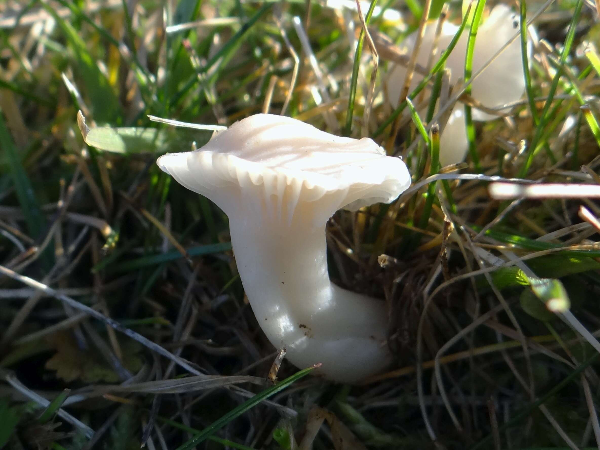 Image of Snowy Waxcap