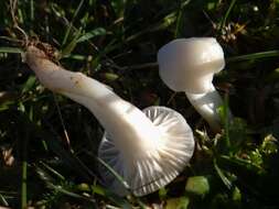 Image of Snowy Waxcap