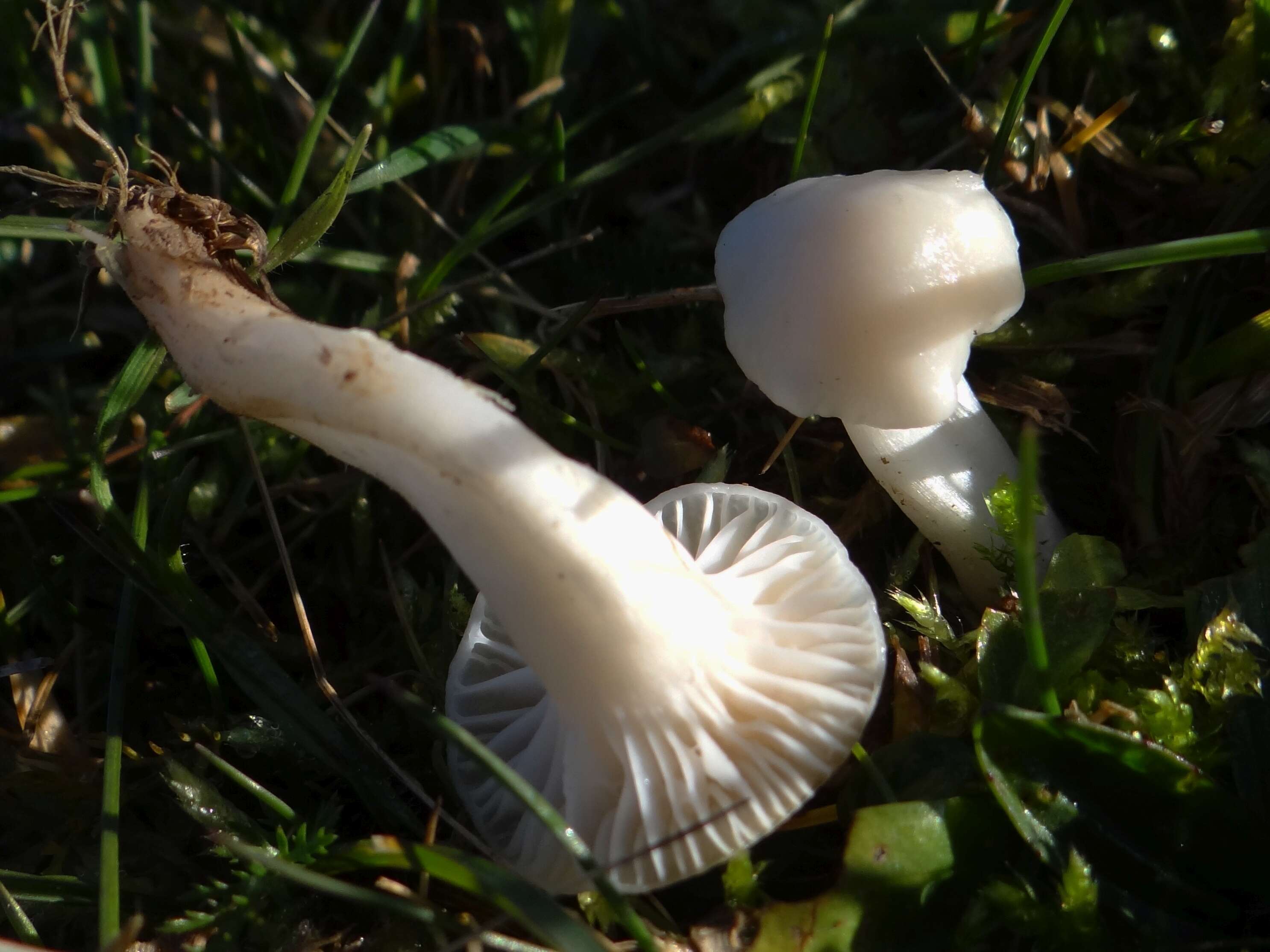 Image of Snowy Waxcap