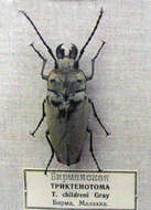 Image of Trictenotoma childreni Gray ex Griffith 1832