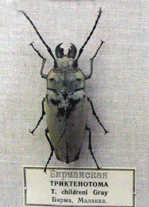 Image of Trictenotoma childreni Gray ex Griffith 1832