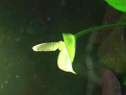 Image of Anubias barteri Schott