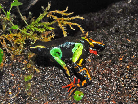 Image of Madagascan Mantella