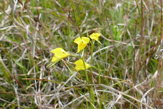 Image of Clumping golden moths