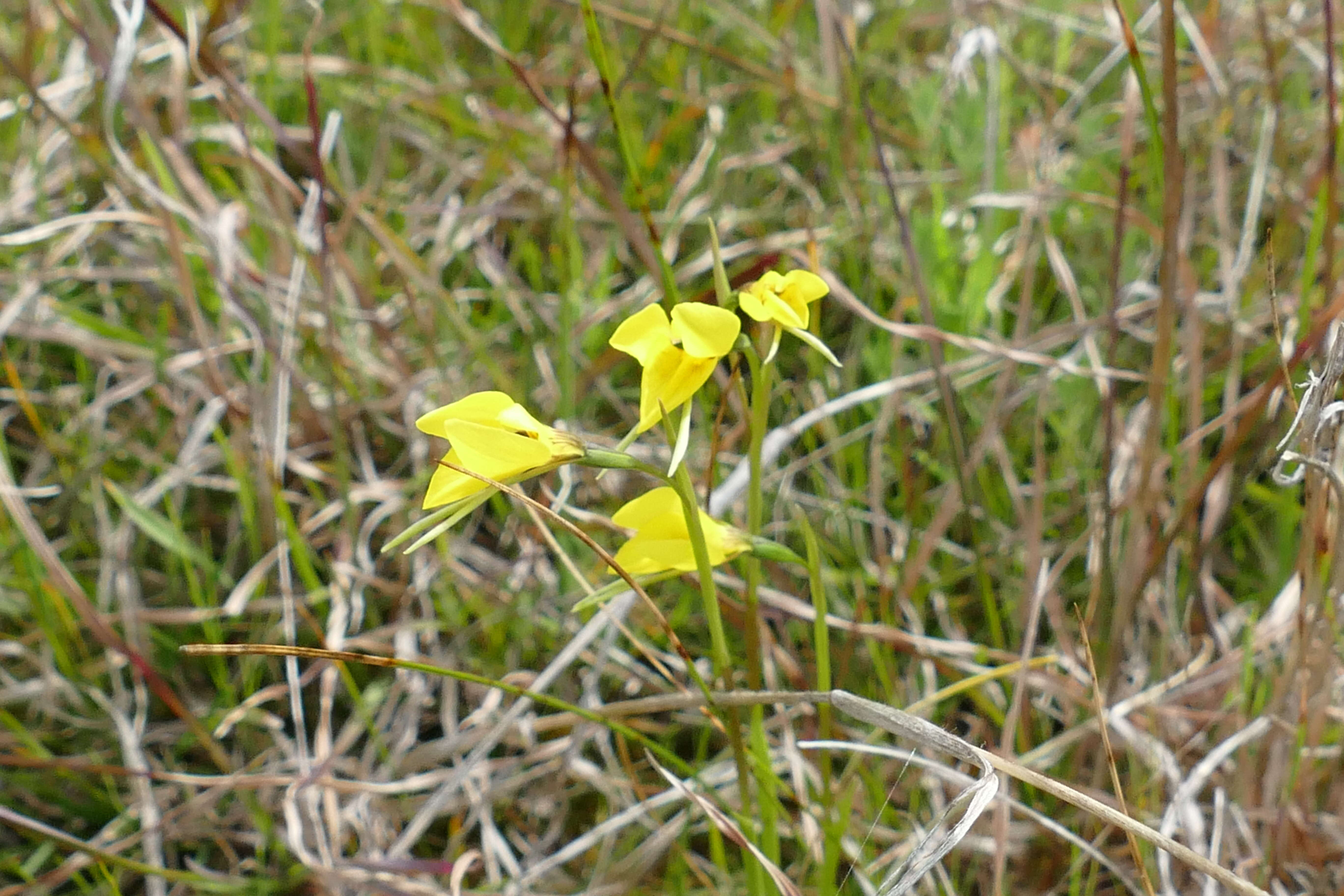 Image de Diuris gregaria D. L. Jones