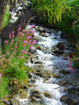 Image of Narrow-Leaf Fireweed