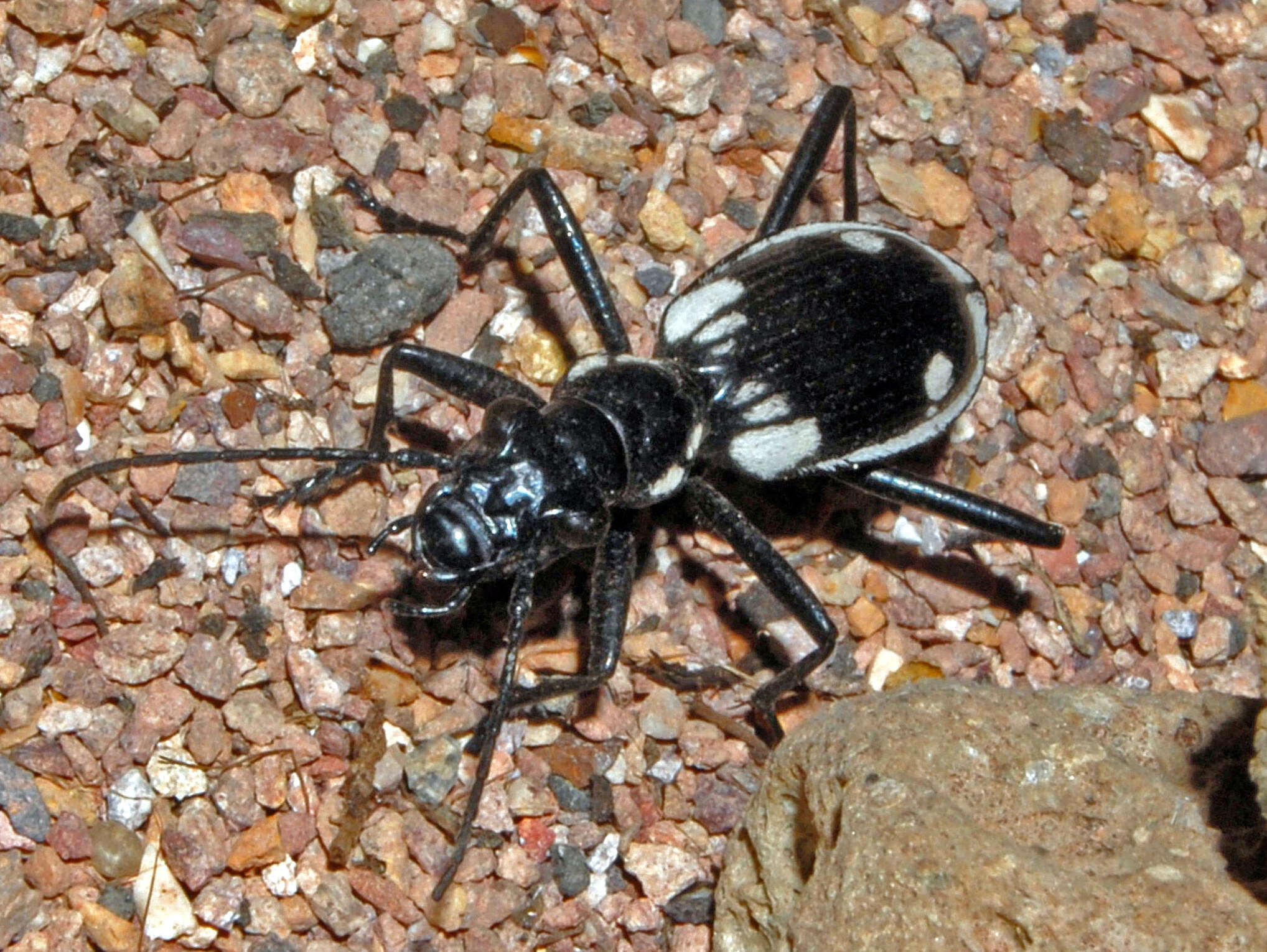 Image of Anthia (Termophilum) sexmaculata (Fabricius 1787)