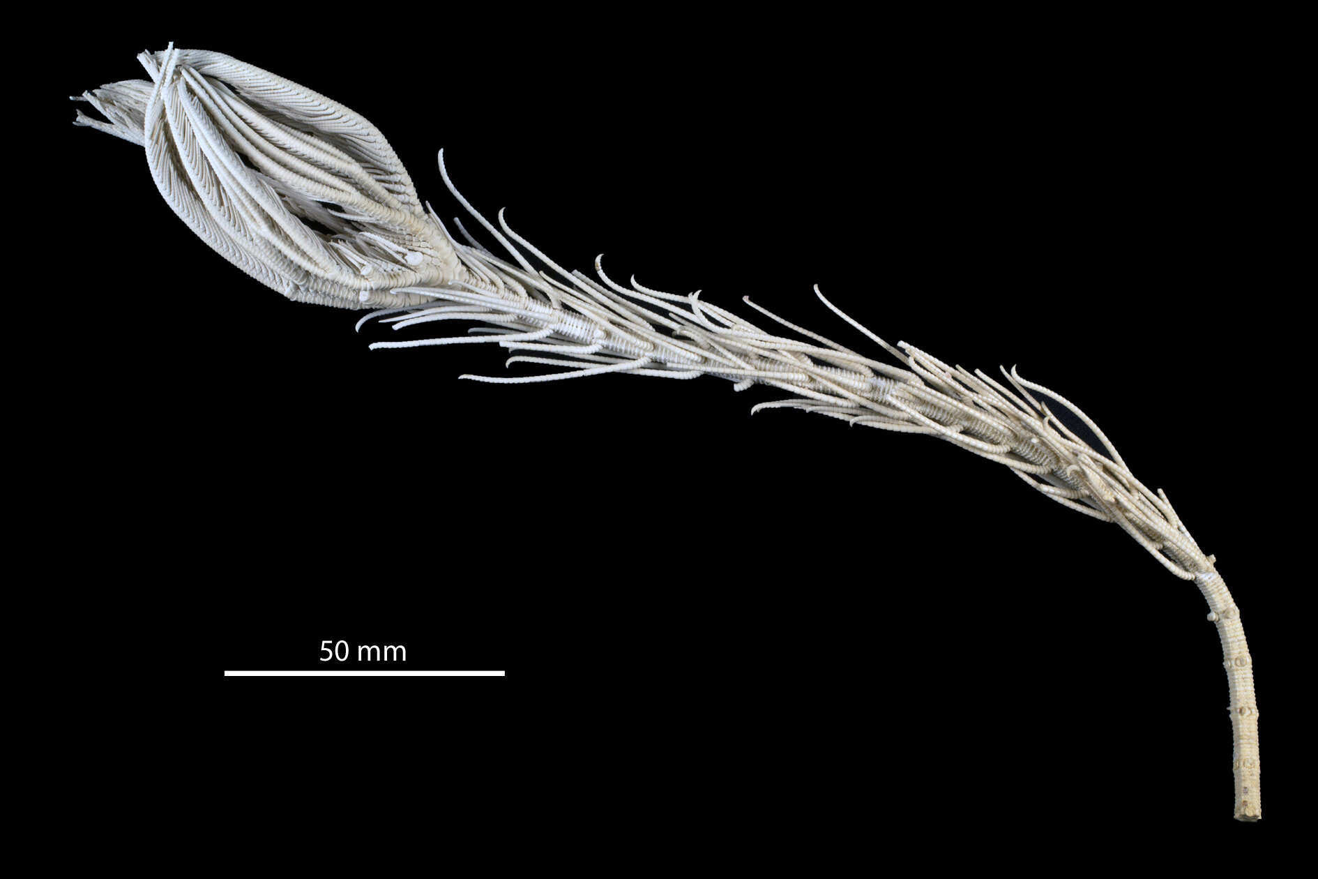 Image of Metacrininae Klikushkin 1977