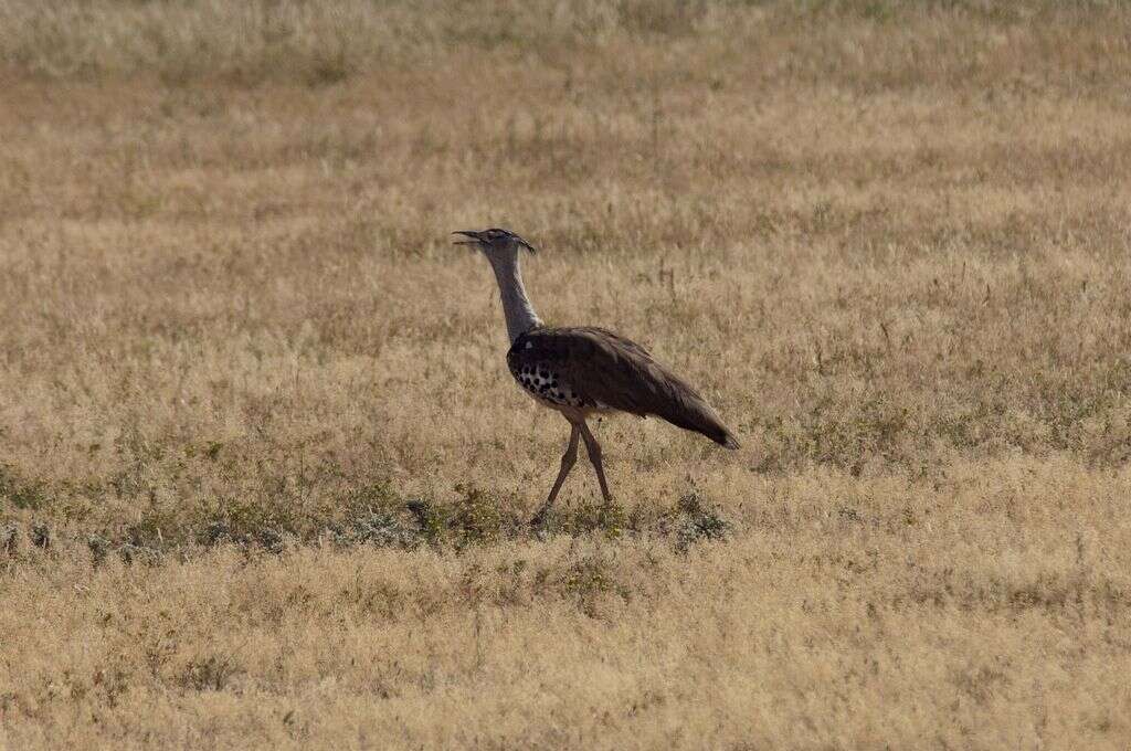 Image of Kori Bustard