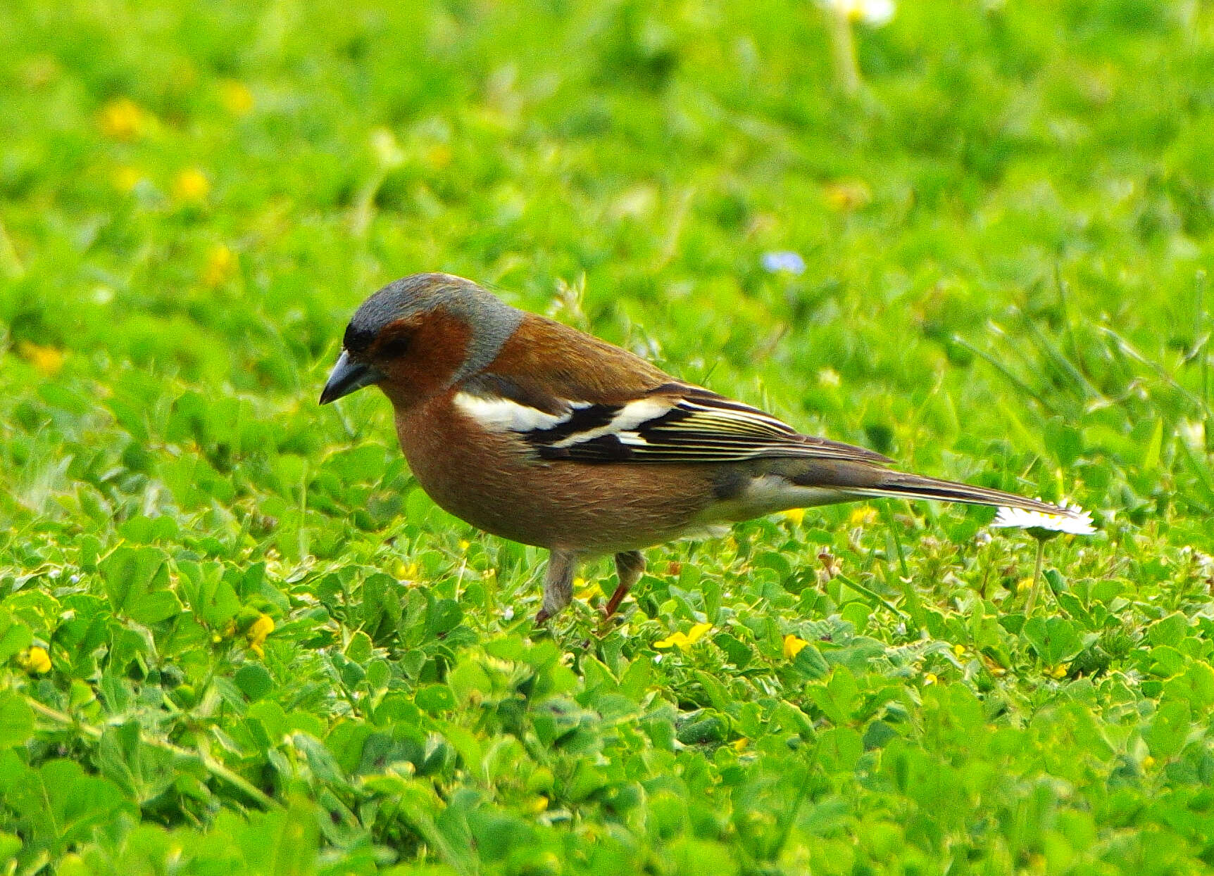 Image of Fringilla Linnaeus 1758