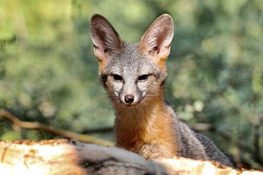 Image of Grey Foxes