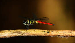 Image of Lyriothemis defonsekai van der Poorten 2009