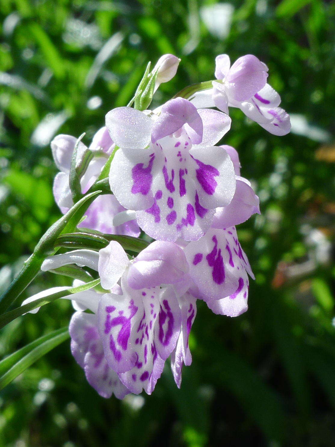 Imagem de Ponerorchis graminifolia Rchb. fil.