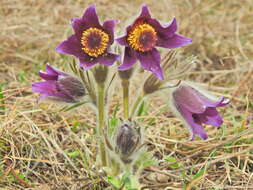 Image of pasqueflower